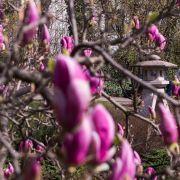 Der Setagayapark im April 